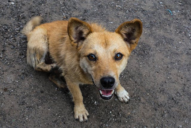 Overshot and Undershot Jaw in Dogs - Symptoms, Causes, Diagnosis, Treatment, Recovery, Management, Cost