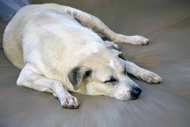 Overweight Dangers in Dogs - Symptoms, Causes, Diagnosis, Treatment, Recovery, Management, Cost