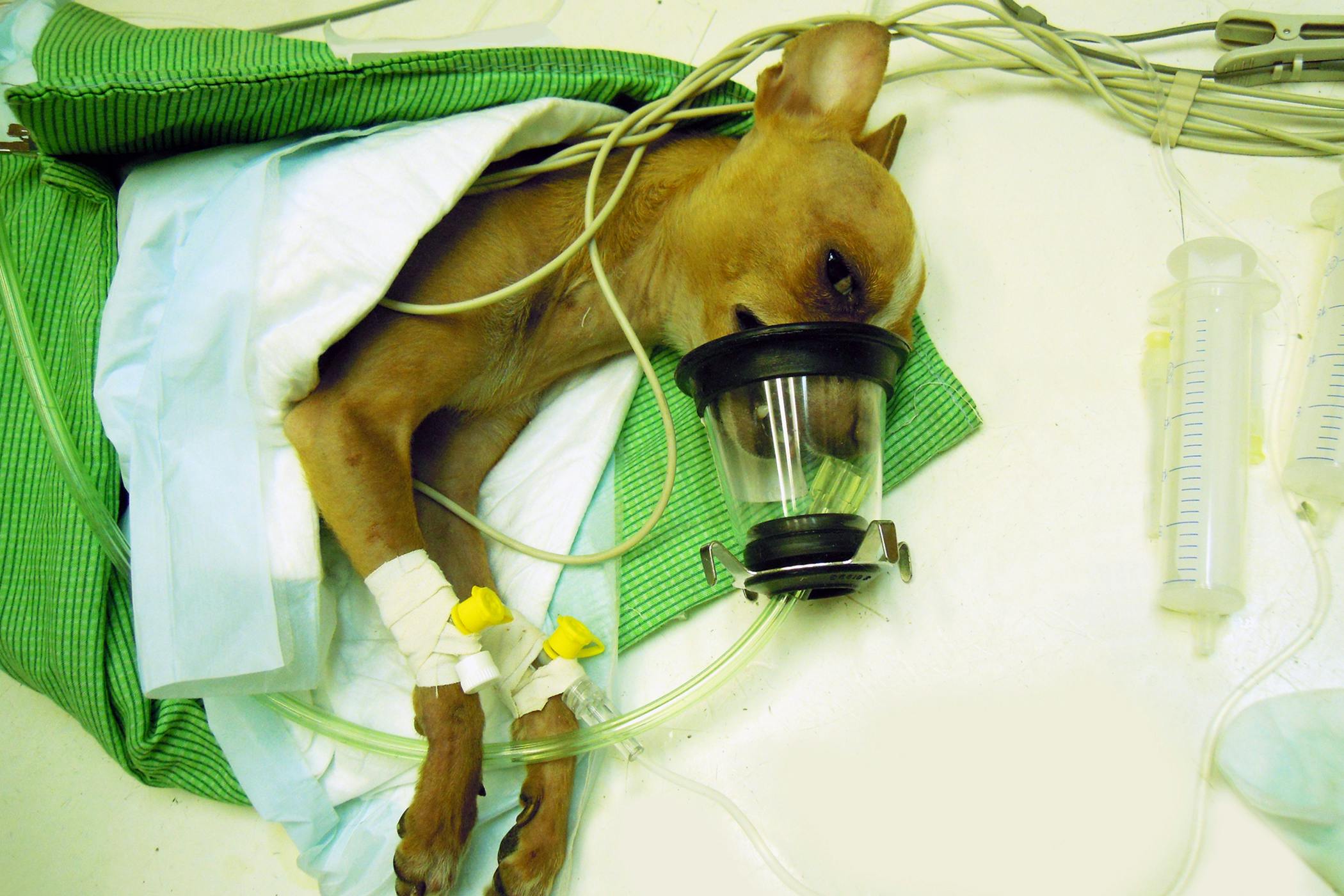 Oxygen Therapy in Dogs - Conditions 