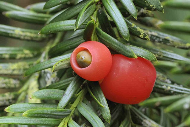 Pacific Yew Poisoning in Dogs - Symptoms, Causes, Diagnosis, Treatment, Recovery, Management, Cost