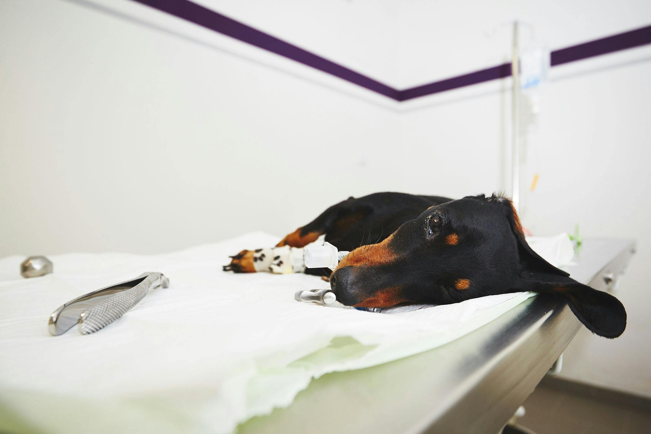 can diabetes cause paralysis in dogs