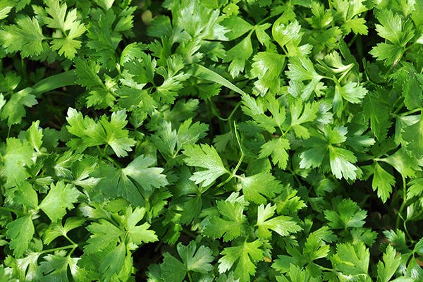 Parsley Poisoning in Dogs - Symptoms, Causes, Diagnosis, Treatment, Recovery, Management, Cost