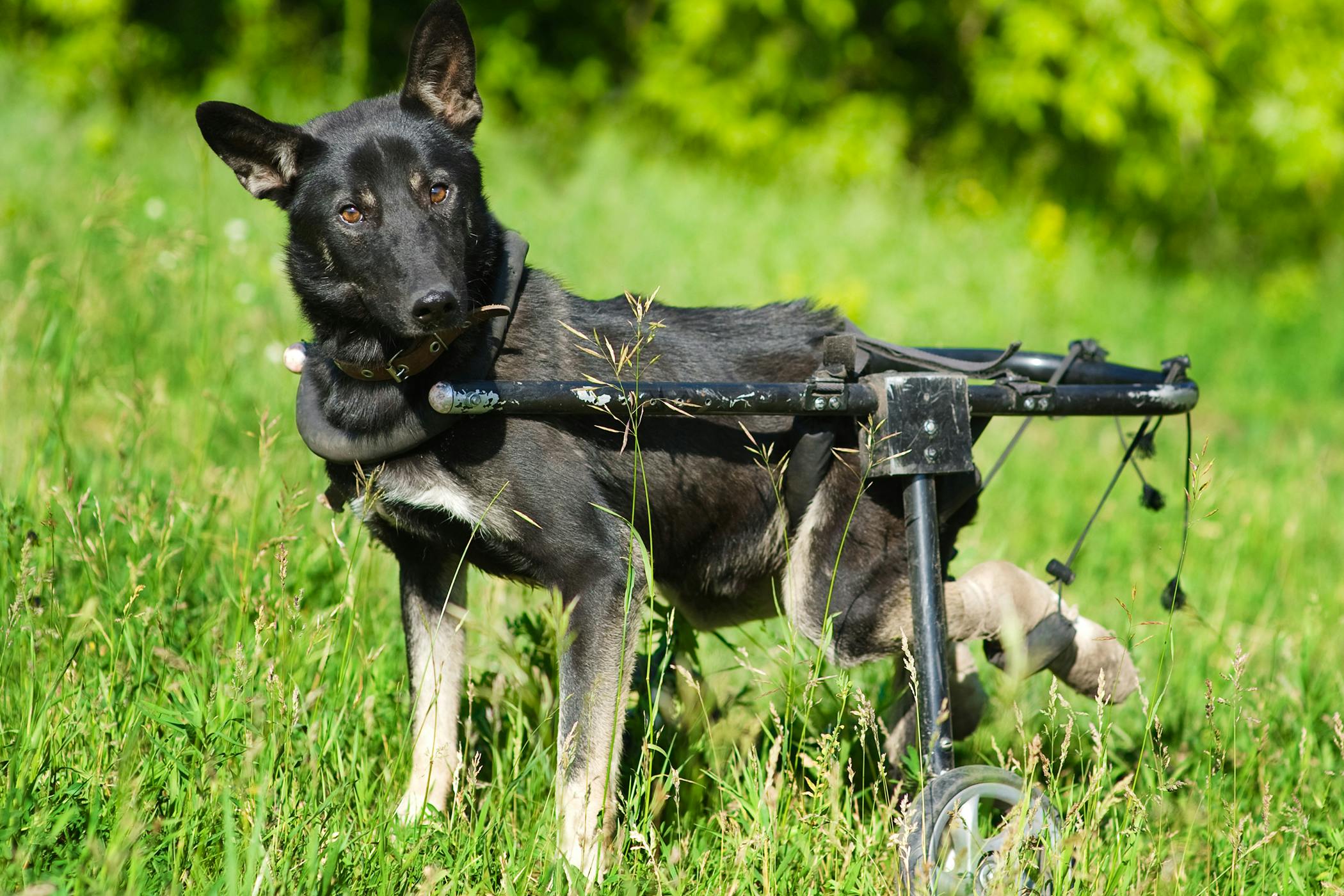 Partial Pelvectomy and Limb Amputation in Dogs Procedure, Efficacy