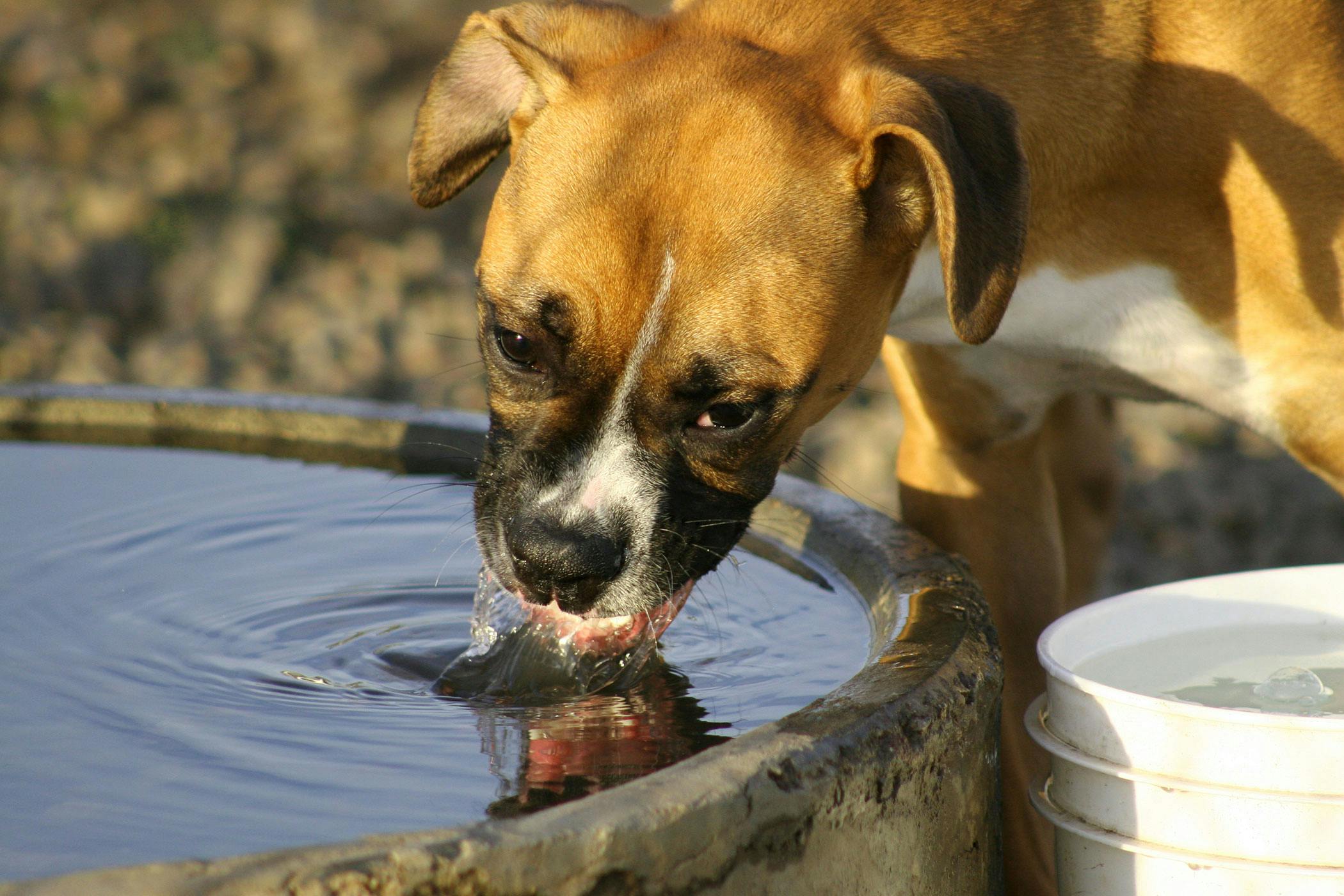 what does it mean if a dog has blood in its urine