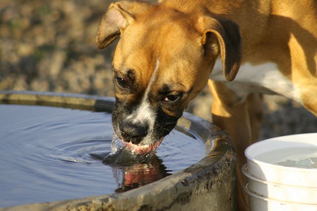 what causes white blood cells in dog urine