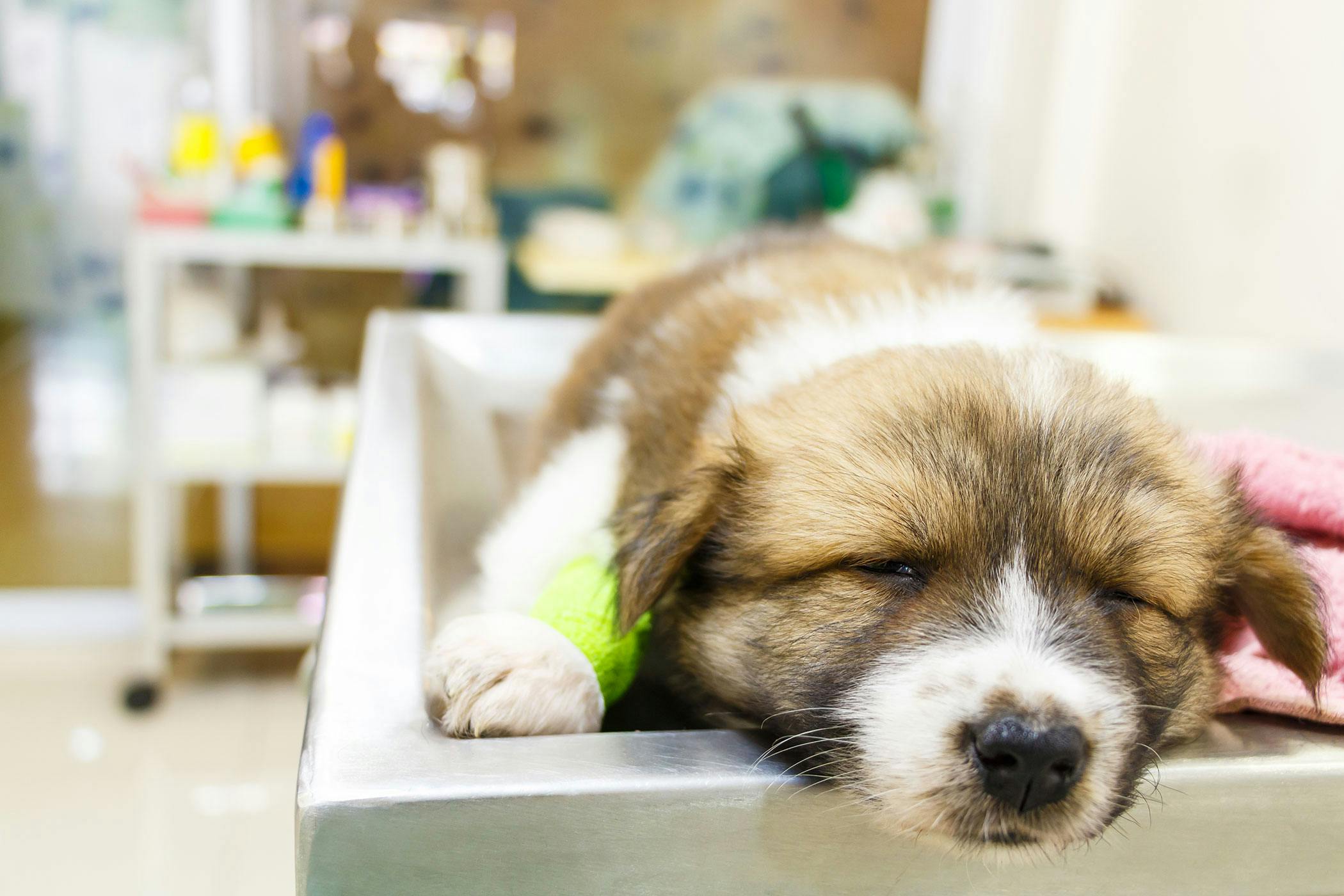 parvovirus in dogs