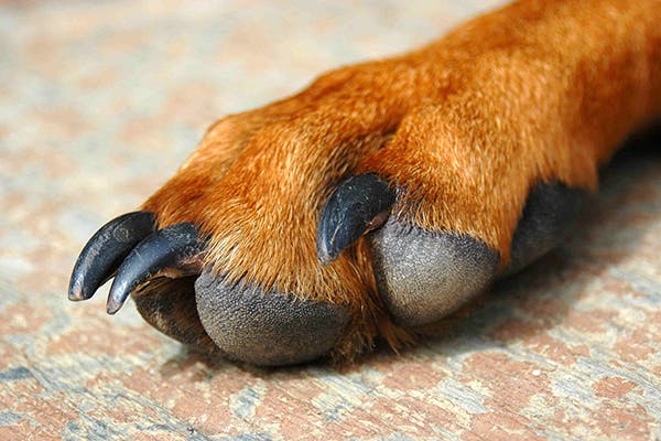 Paw Pad Issues and Injuries in Dogs - Symptoms, Causes, Diagnosis, Treatment, Recovery, Management, Cost