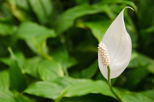 Peace Lily Poisoning in Dogs - Symptoms, Causes, Diagnosis, Treatment, Recovery, Management, Cost