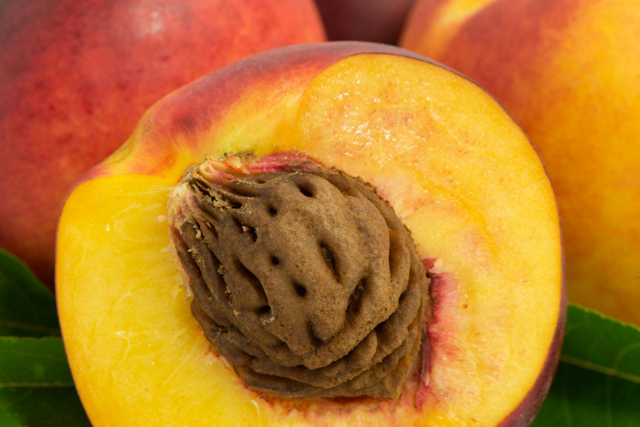 Determining The Lethal Dose Of Peach Pits For Dogs: A Critical Guide