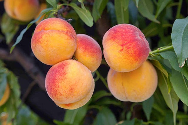 Peach Tree Poisoning in Dogs - Symptoms, Causes, Diagnosis, Treatment, Recovery, Management, Cost