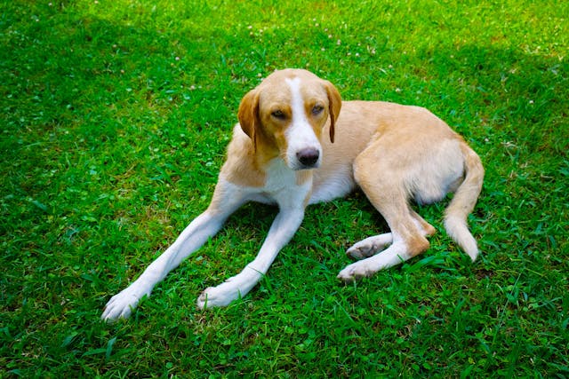 Pennyroyal Oil Poisoning in Dogs - Symptoms, Causes, Diagnosis, Treatment, Recovery, Management, Cost