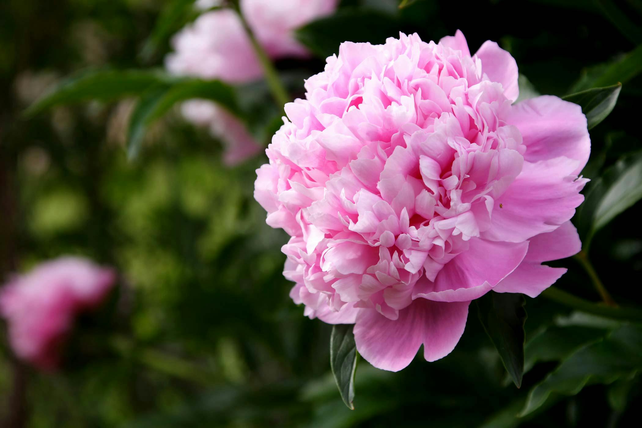 Are Peonies Poisonous To Cats