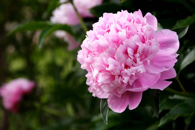 Peony Poisoning in Dogs - Symptoms, Causes, Diagnosis, Treatment, Recovery, Management, Cost