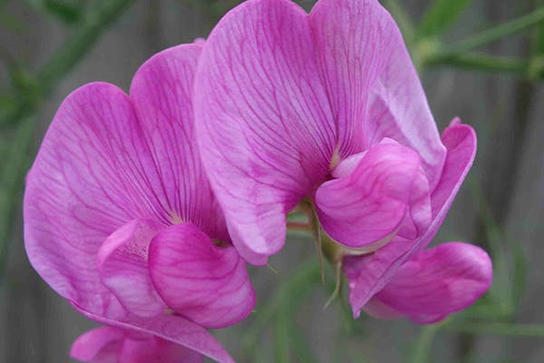 sweet pea toxic to dogs