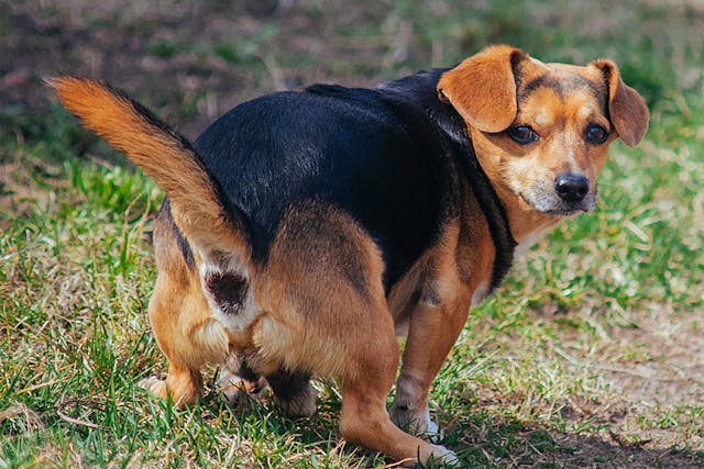 Perianal Fistula in Dogs - Symptoms, Causes, Diagnosis, Treatment, Recovery, Management, Cost