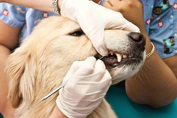 Peridontal Disease in Dogs - Symptoms, Causes, Diagnosis, Treatment, Recovery, Management, Cost