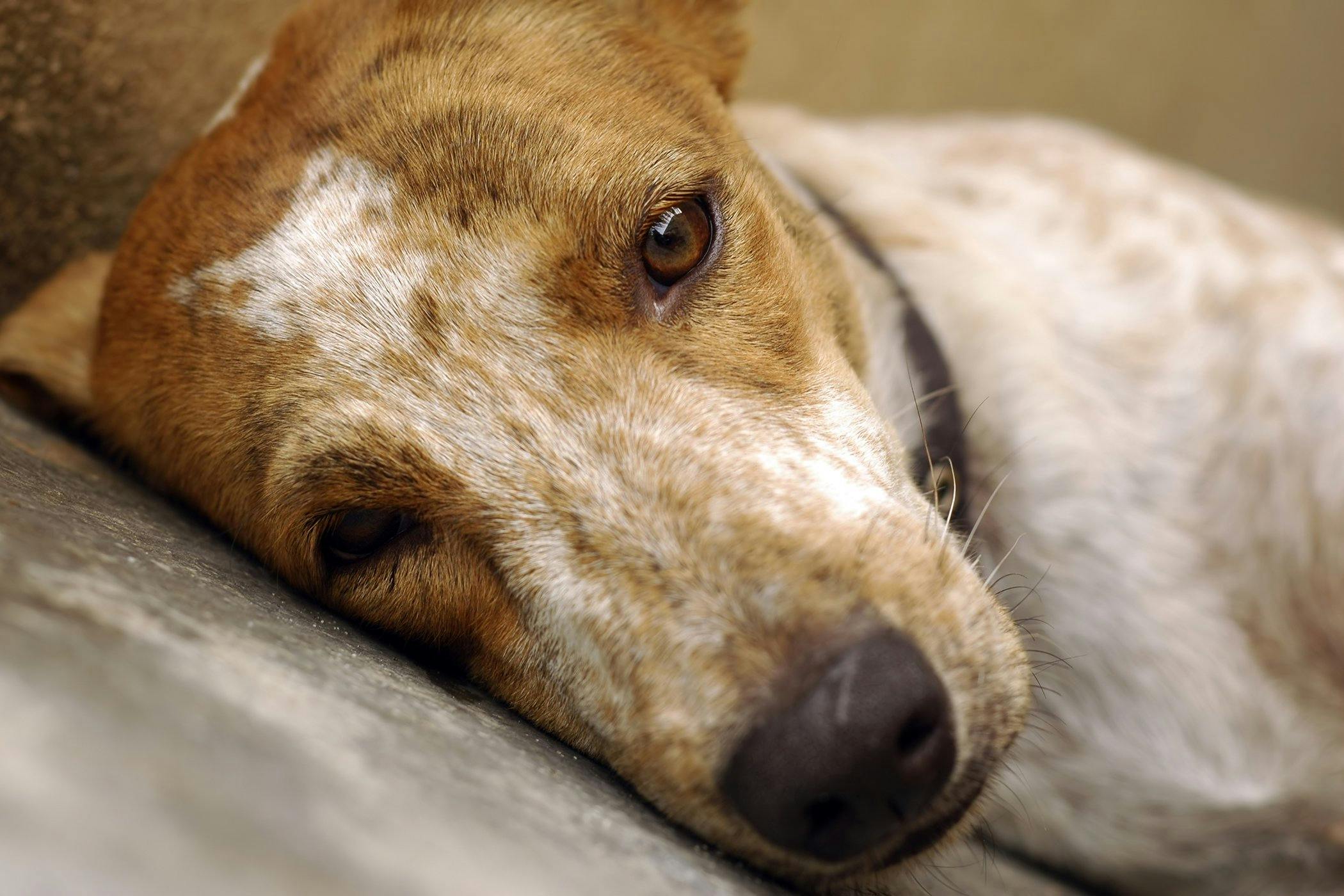 can diabetes cause paralysis in dogs