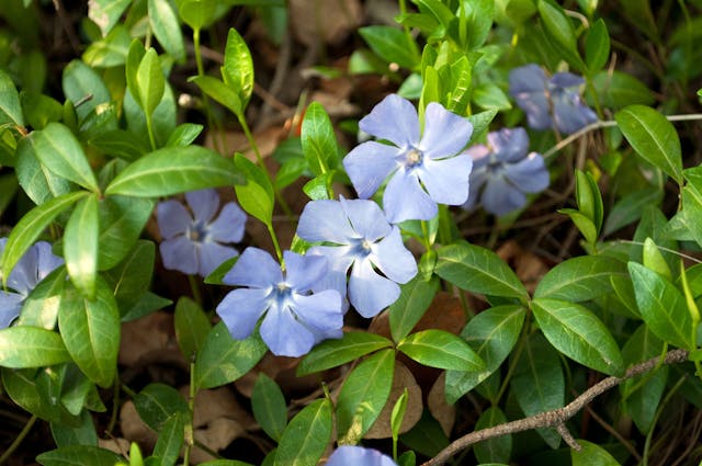 Periwinkle Poisoning in Dogs - Symptoms, Causes, Diagnosis, Treatment, Recovery, Management, Cost