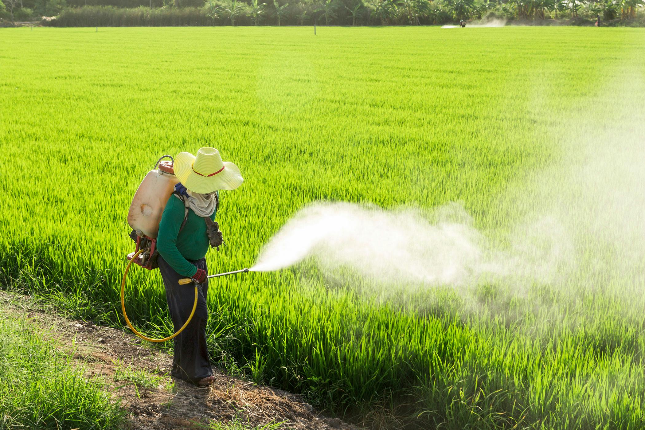 Spraying Pesticides In House