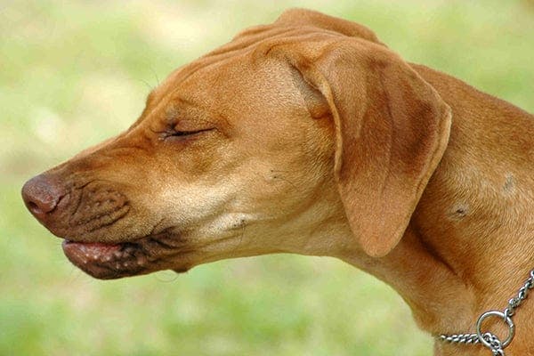 what causes a dogs neck to swell