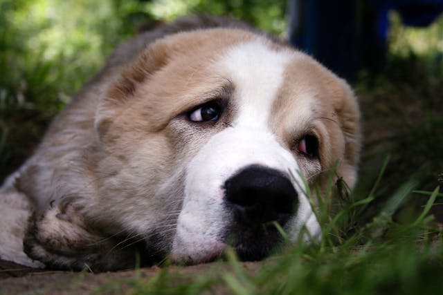 Pharyngotomy in Dogs - Conditions Treated, Procedure, Efficacy, Recovery, Cost, Considerations, Prevention