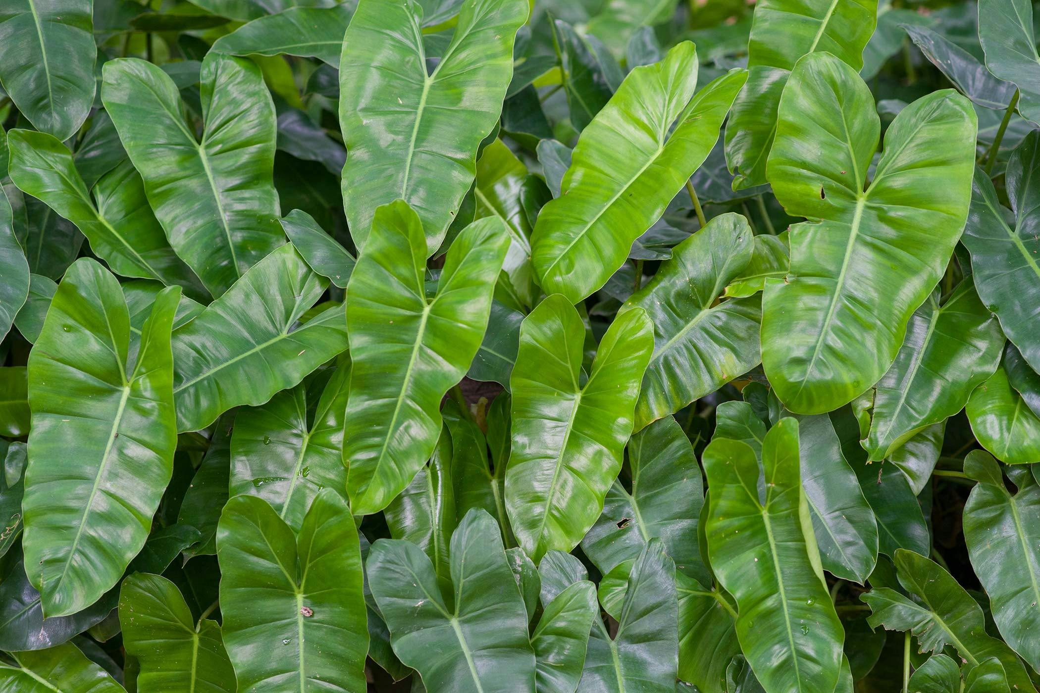philodendron leaf fiddle dogs poisoning plant dog royalty green garden dreamstime