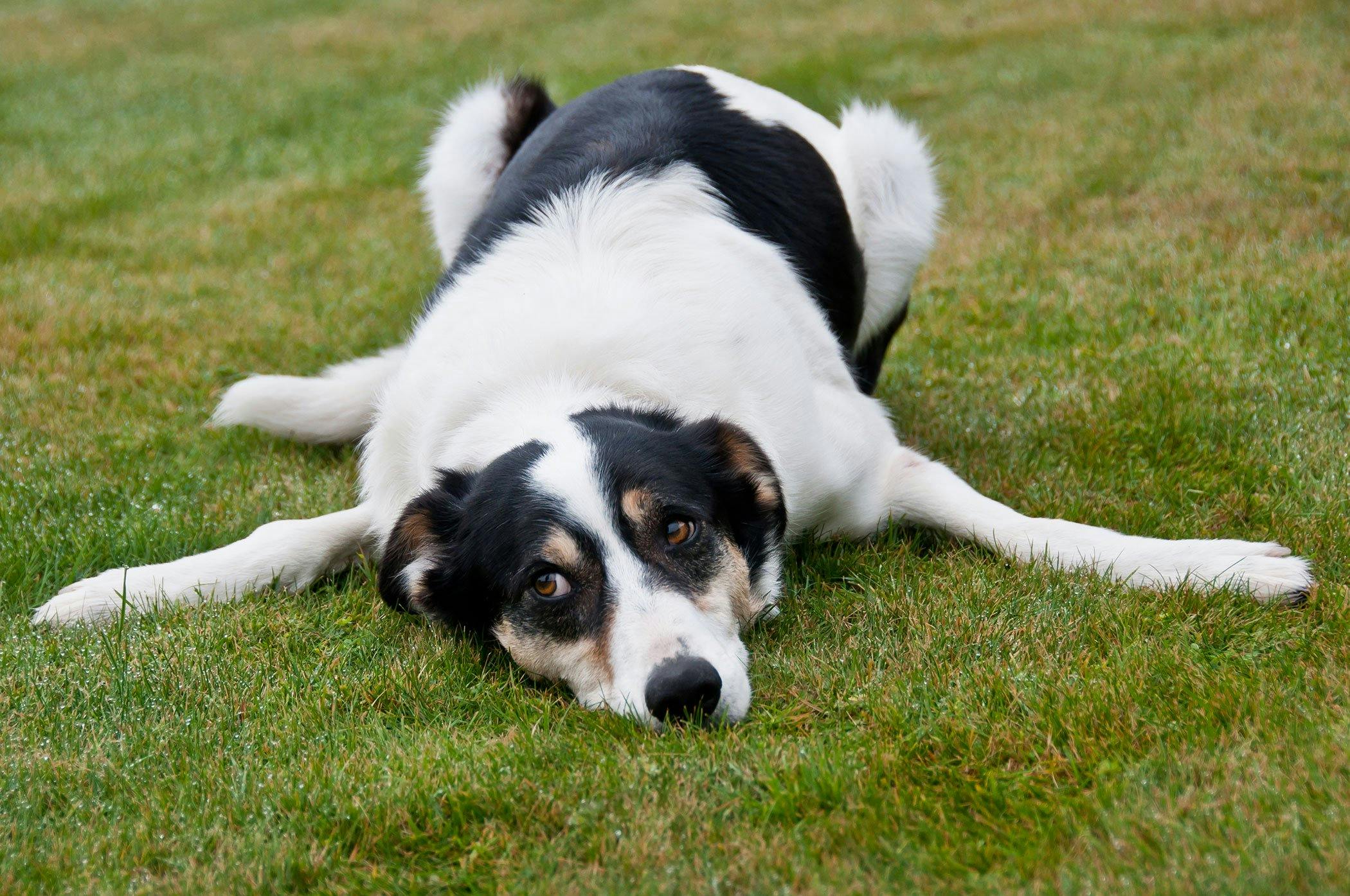 Understanding Dog Ingested Toxin Symptoms A Comprehensive Guide