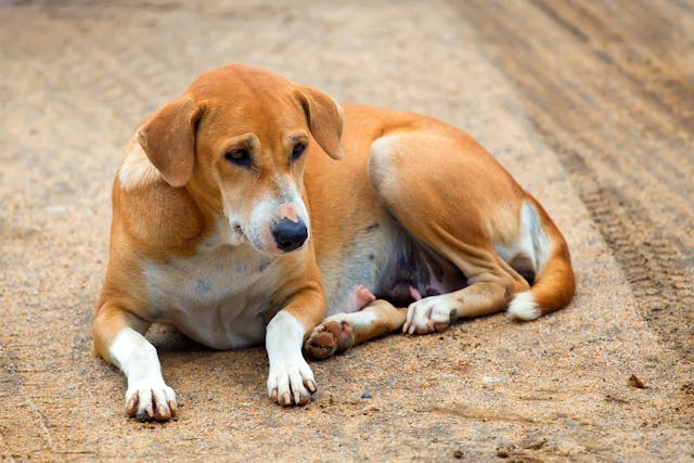 Physalopterosis in Dogs - Symptoms, Causes, Diagnosis, Treatment, Recovery, Management, Cost