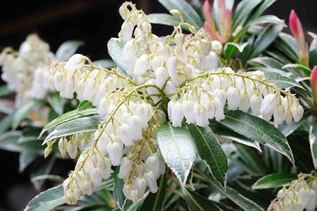 Pieris Poisoning in Dogs - Symptoms, Causes, Diagnosis, Treatment, Recovery, Management, Cost