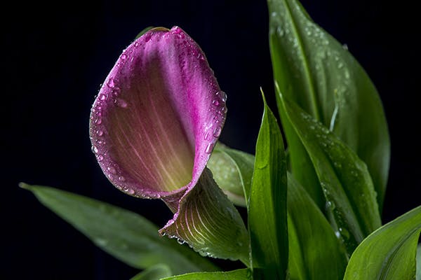 Pig Lily Poisoning in Dogs - Symptoms, Causes, Diagnosis, Treatment, Recovery, Management, Cost