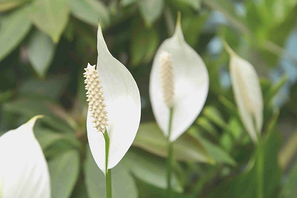 Pigtail Plant Poisoning in Dogs - Symptoms, Causes, Diagnosis, Treatment, Recovery, Management, Cost