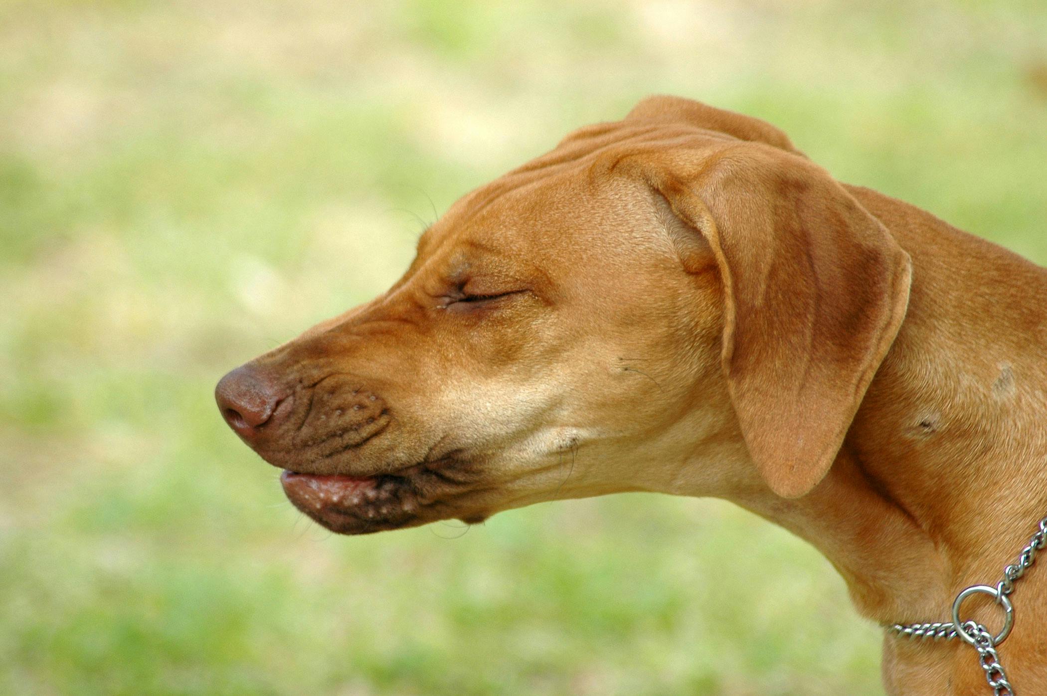 Pimobendan Poisoning in Dogs - Symptoms, Causes, Diagnosis ...