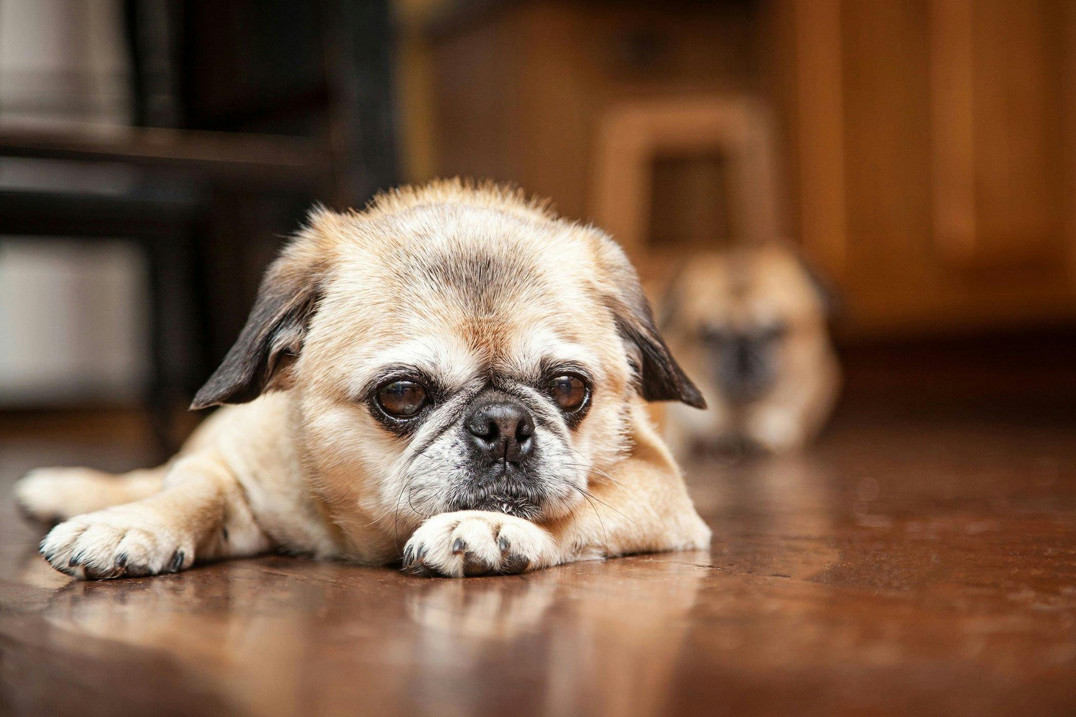 are pine needles bad for dogs