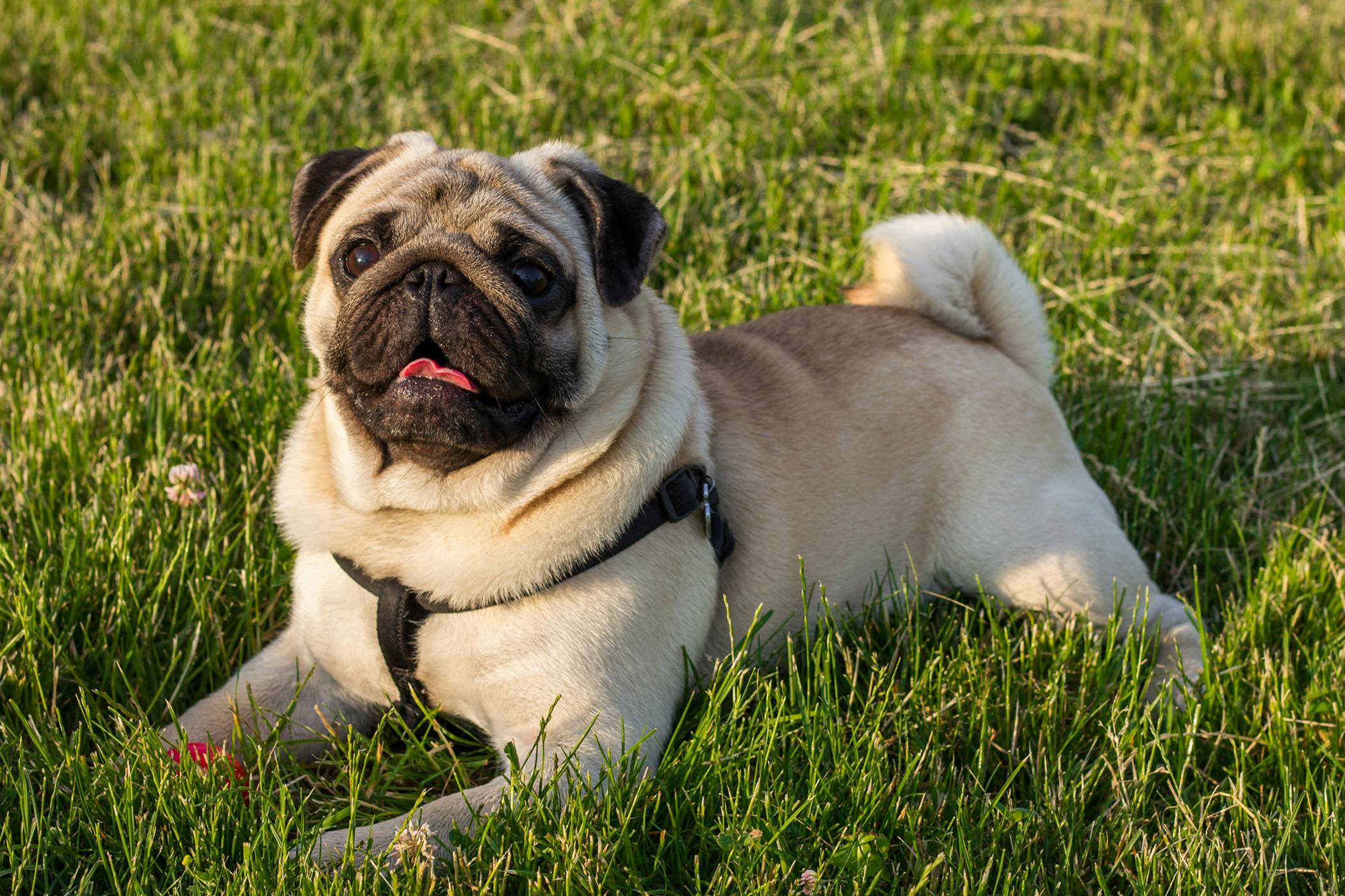 pituitary dwarfism dogs
