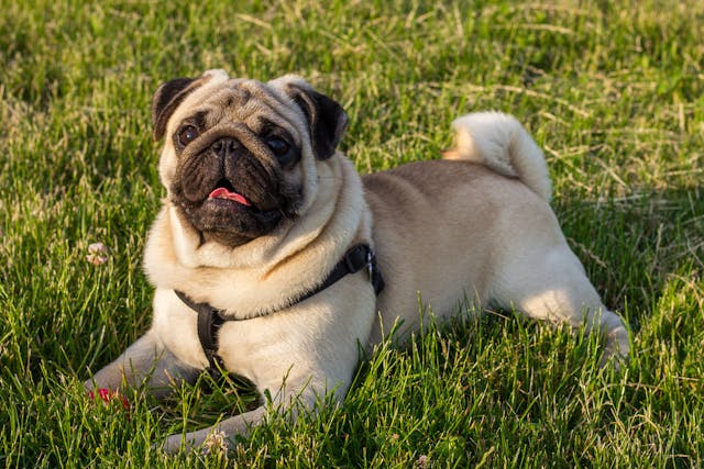 Pituitary Dwarfism in Dogs - Symptoms, Causes, Diagnosis, Treatment, Recovery, Management, Cost