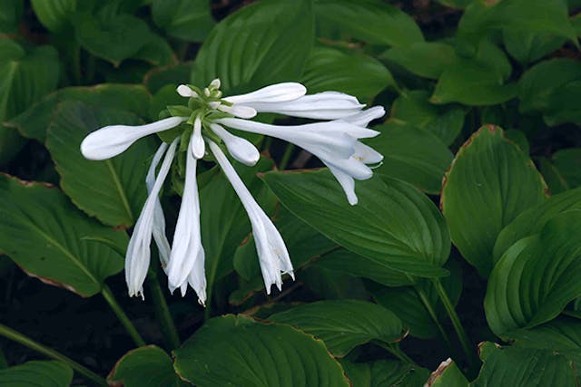 Plantain Lily Poisoning in Dogs - Symptoms, Causes, Diagnosis, Treatment, Recovery, Management, Cost
