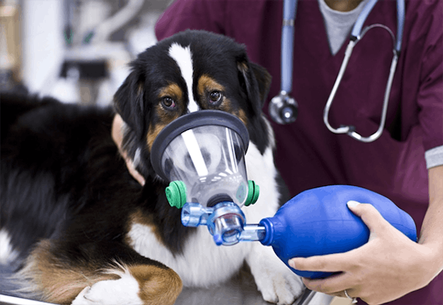 Plastic Allergies in Dogs - Symptoms, Causes, Diagnosis, Treatment, Recovery, Management, Cost