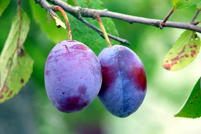 Plum Poisoning in Dogs - Symptoms, Causes, Diagnosis, Treatment, Recovery, Management, Cost