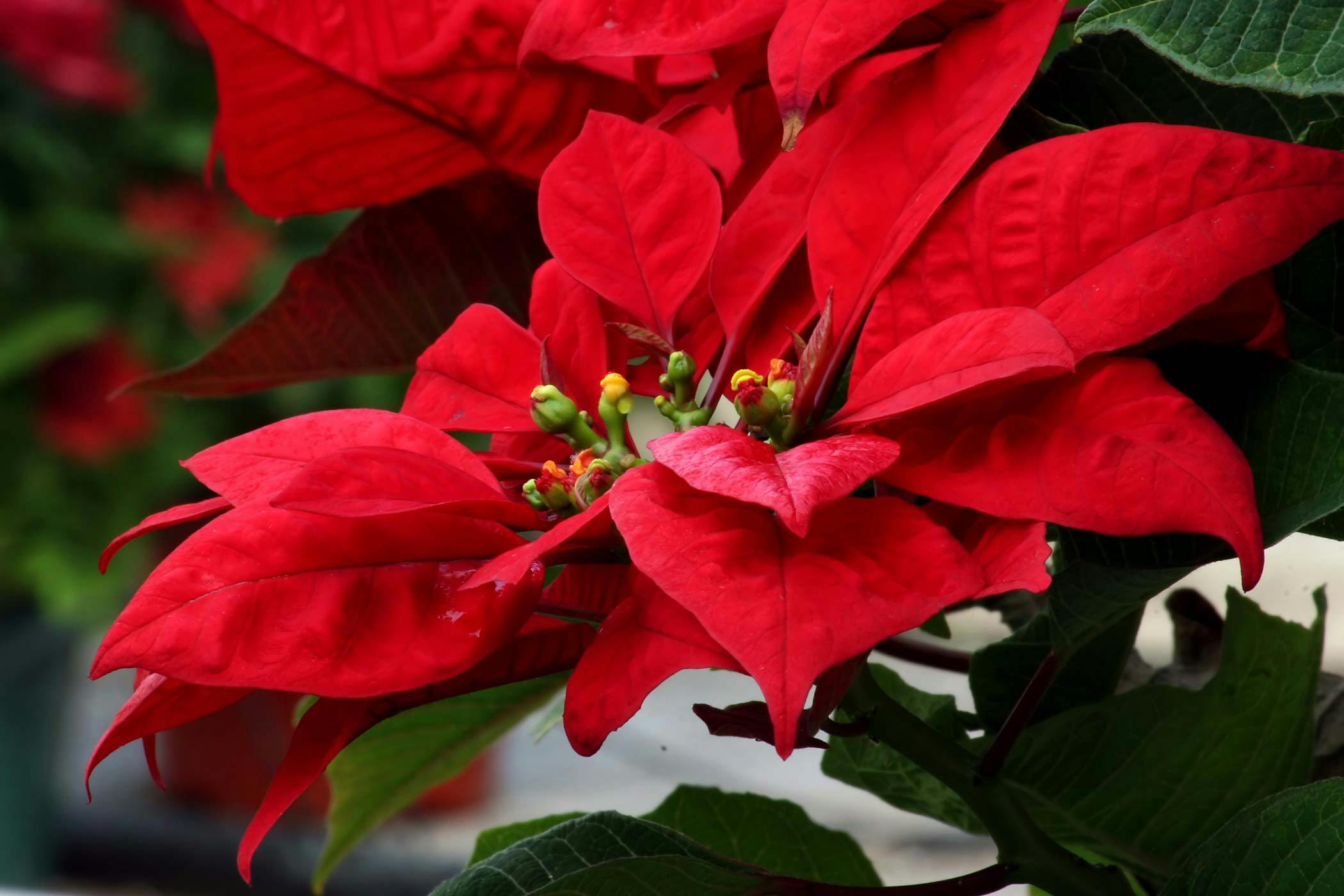 Is a poinsettia store poisonous to dogs