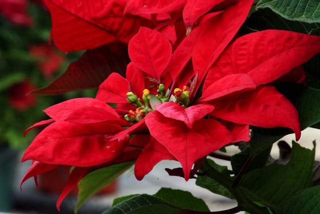 Poinsettia Poisoning in Dogs - Symptoms, Causes, Diagnosis, Treatment, Recovery, Management, Cost