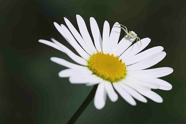Poison Daisy Poisoning in Dogs - Symptoms, Causes, Diagnosis, Treatment, Recovery, Management, Cost