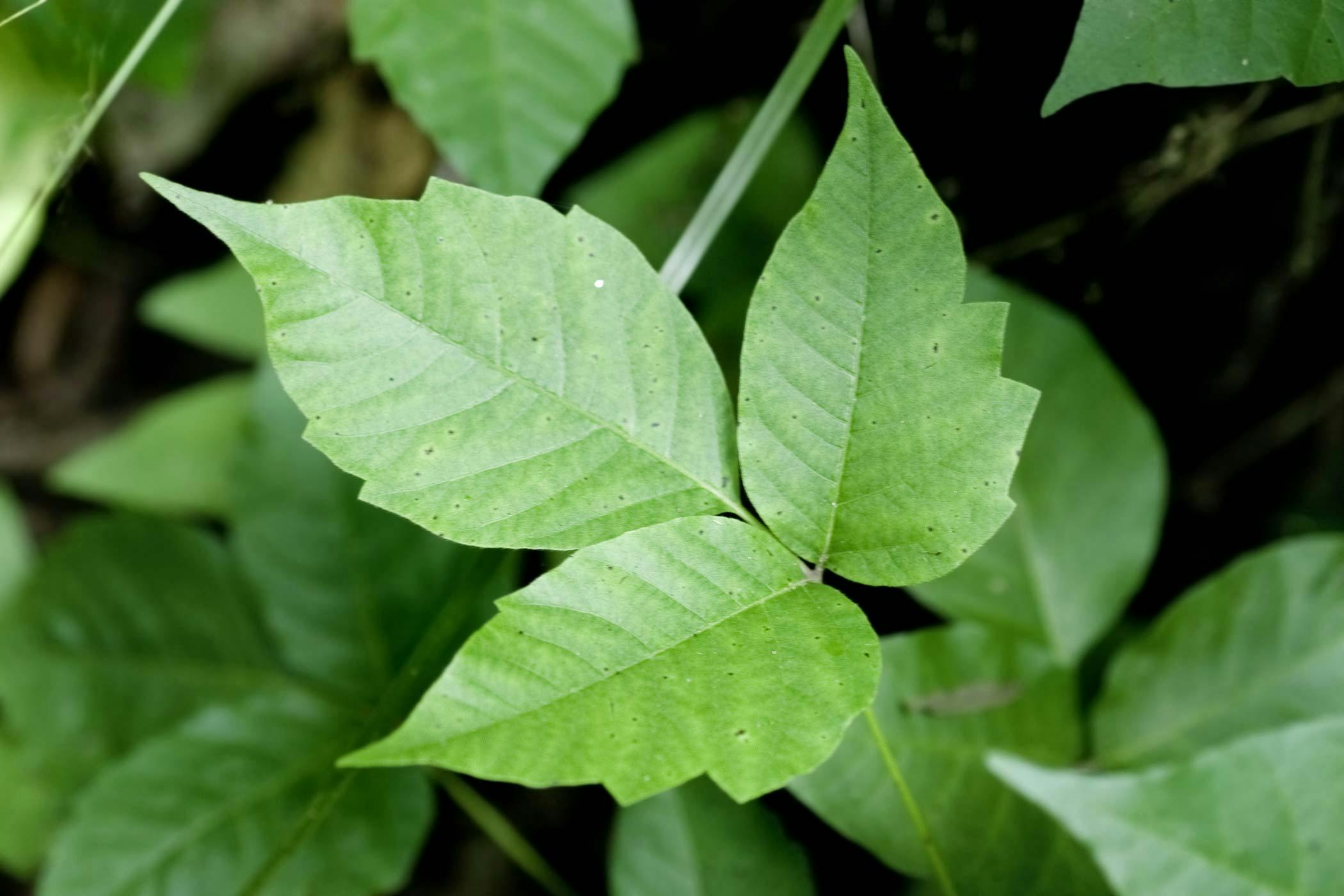 can poison ivy affect dogs