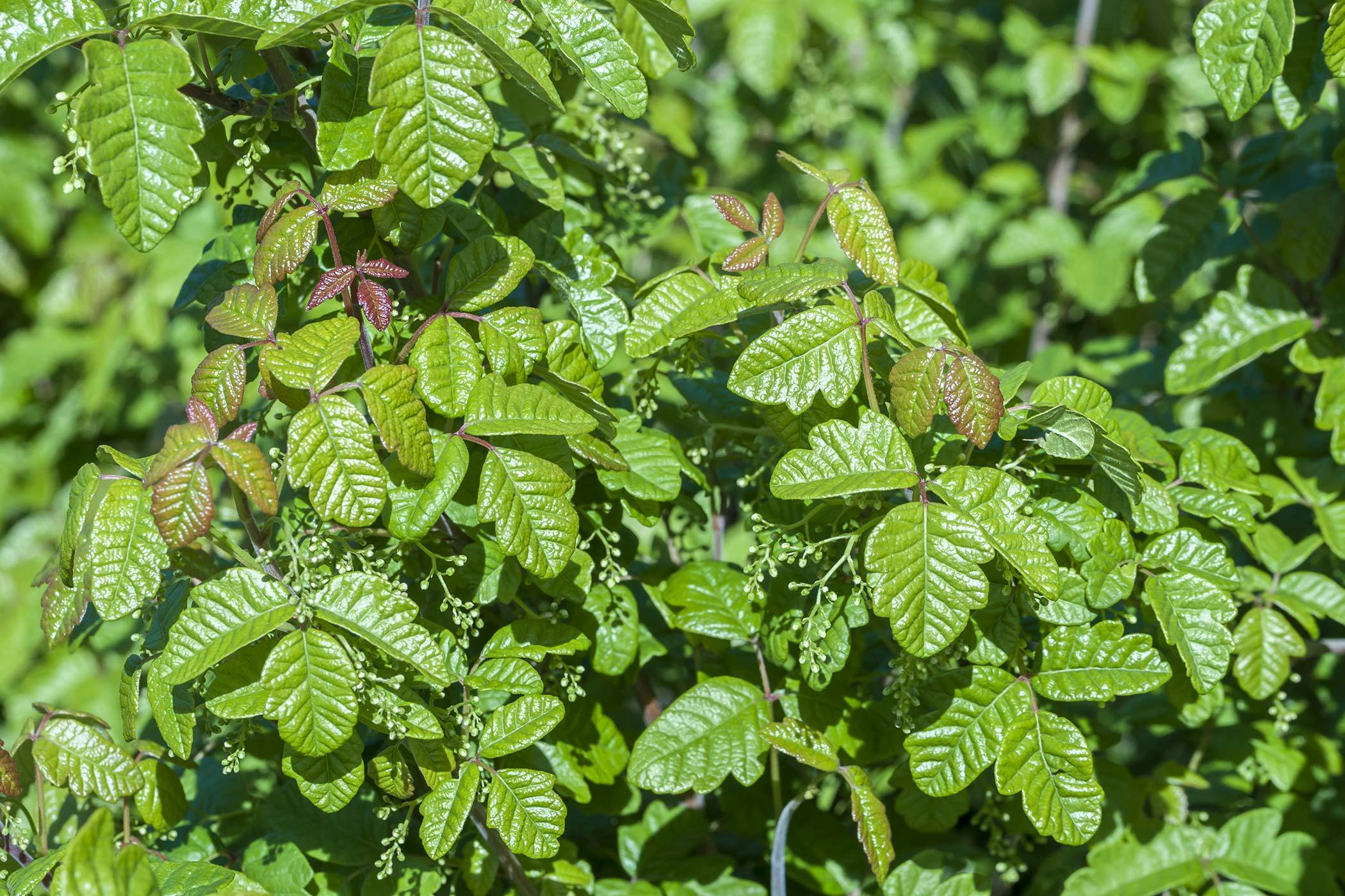 how to get poison ivy off dogs
