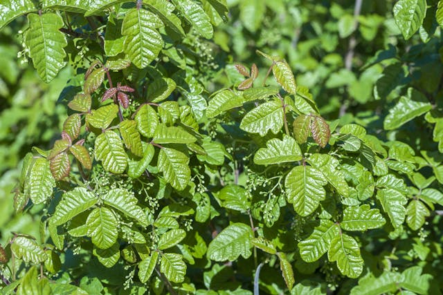 Poison Oak Poisoning in Dogs - Symptoms, Causes, Diagnosis, Treatment, Recovery, Management, Cost