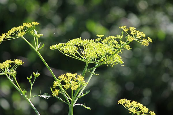 Poison Parsnip Poisoning in Dogs 