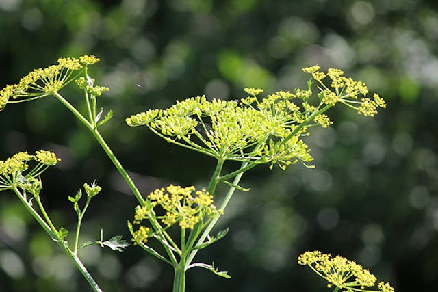 Poison Parsnip Poisoning in Dogs - Symptoms, Causes, Diagnosis, Treatment, Recovery, Management, Cost