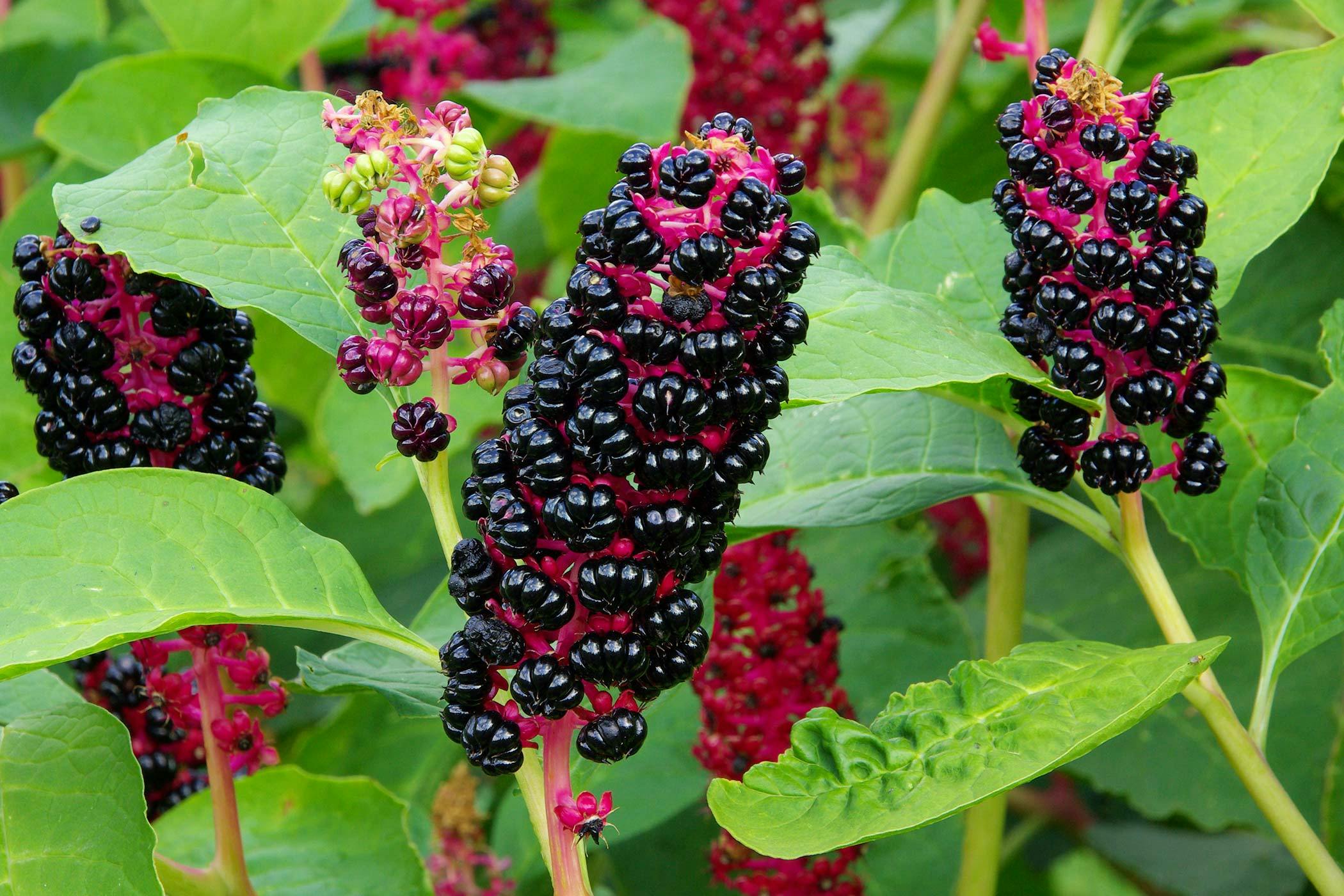 dog ate pokeweed