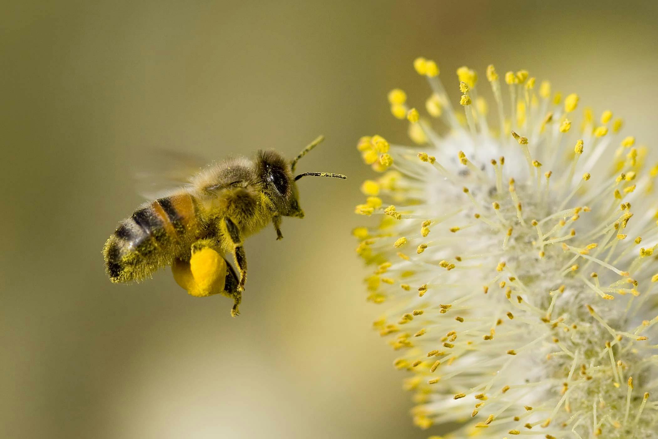 does bee pollen help dogs with allergies