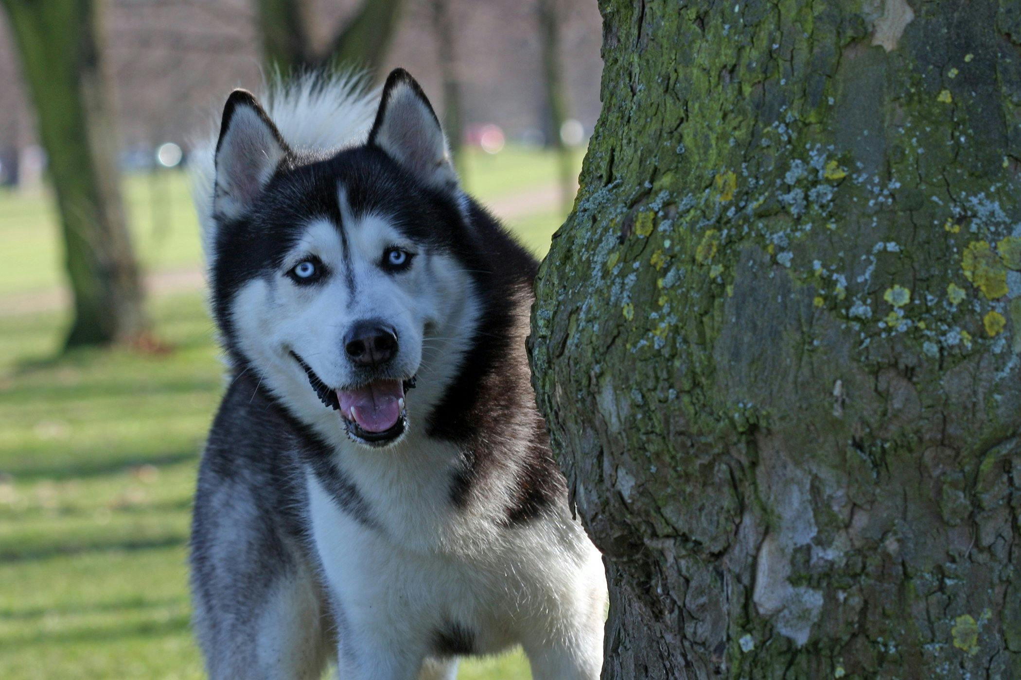 what dog breeds are prone to polycystic kidney disease