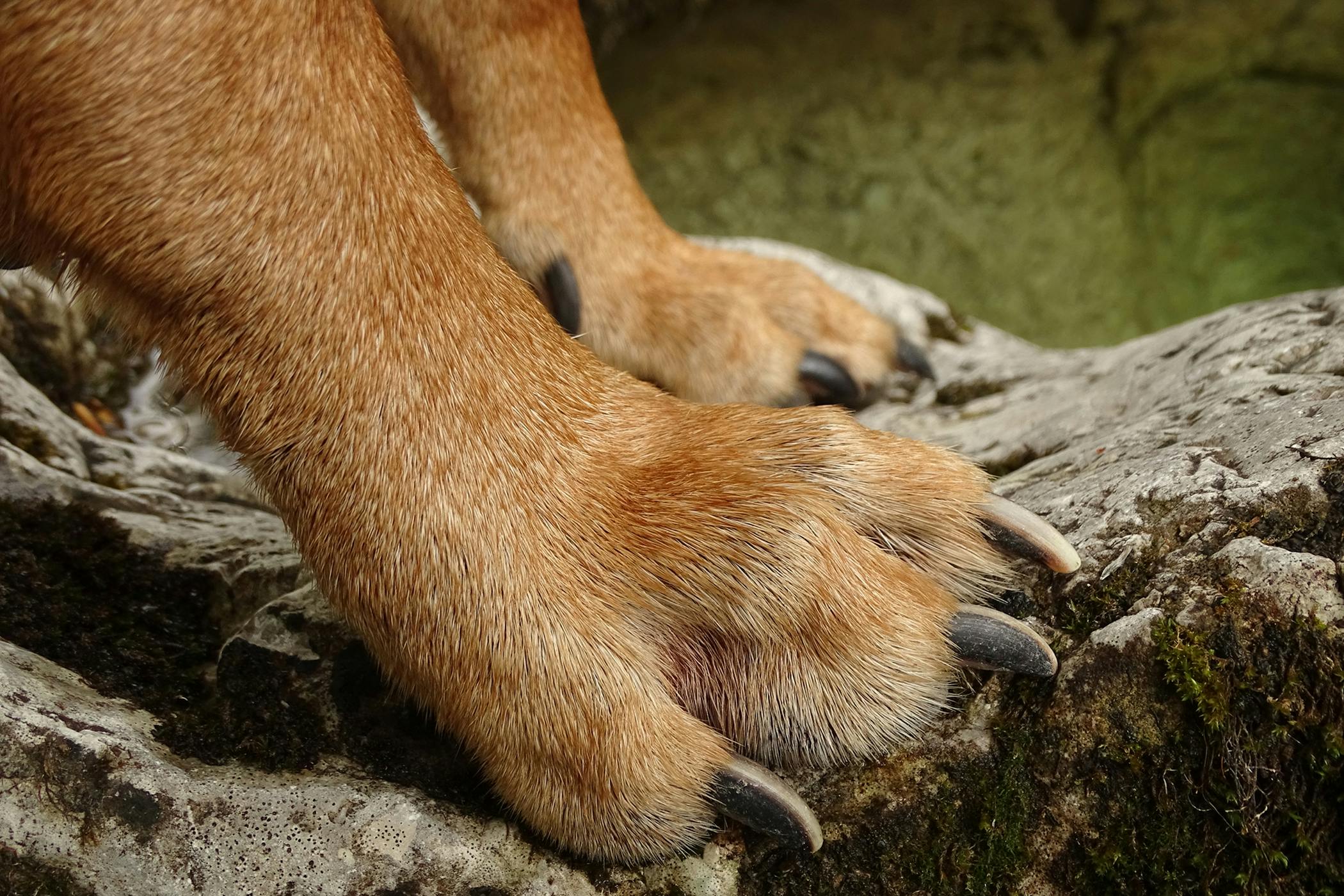 dew claw dog hind leg